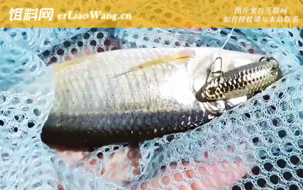 马口鱼:钓法技巧