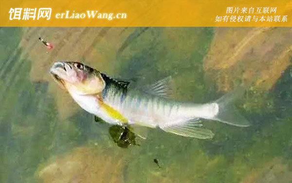 马口鱼:分布范围