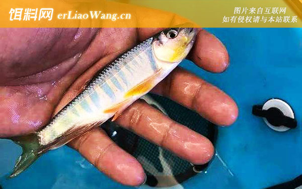 马口鱼:饵料选用