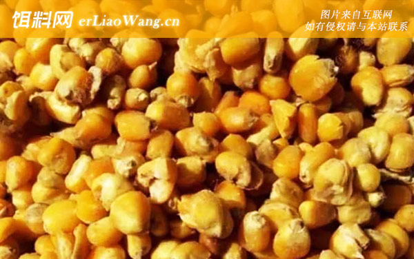 玉米钓鱼:窝料