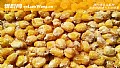 玉米钓鱼多久换一次饵？