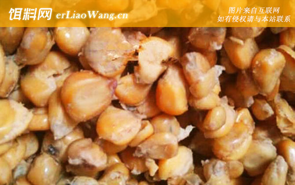 玉米钓鱼:挂钩方法