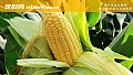 嫩玉米钓鲤鱼绝招和方法