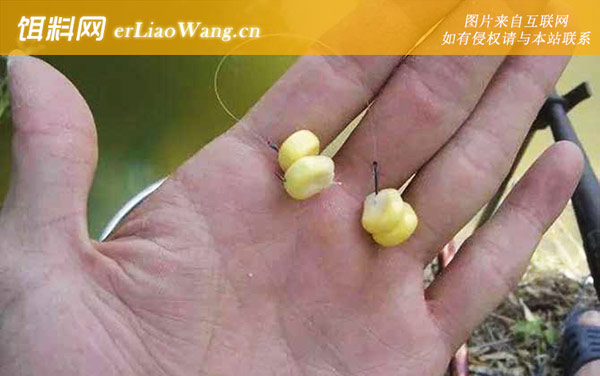 嫩玉米钓鲤鱼绝招和方法-挂钩
