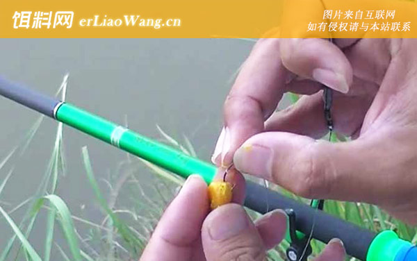嫩玉米钓鲤鱼绝招和方法-作钓
