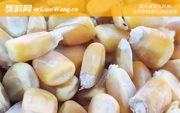 钓鱼玉米用什么酒泡好-适钓鱼种