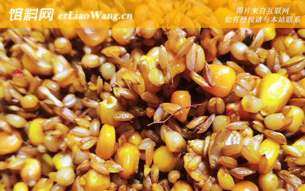 玉米:配方五