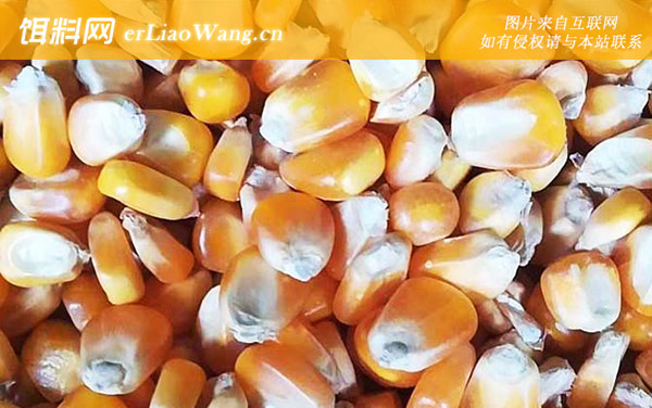 干老玉米打窝效果好吗-适钓鱼种