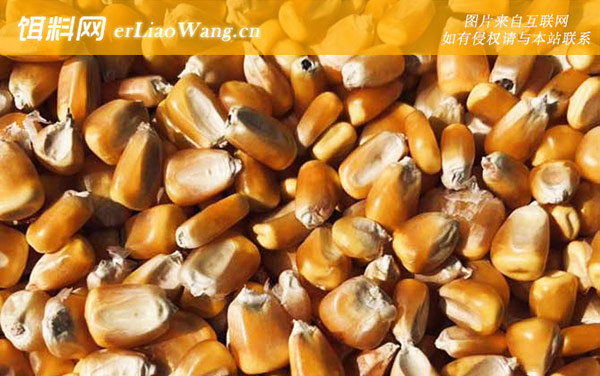 干老玉米:适钓鱼种