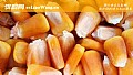 老玉米钓鱼饵料的制作方法