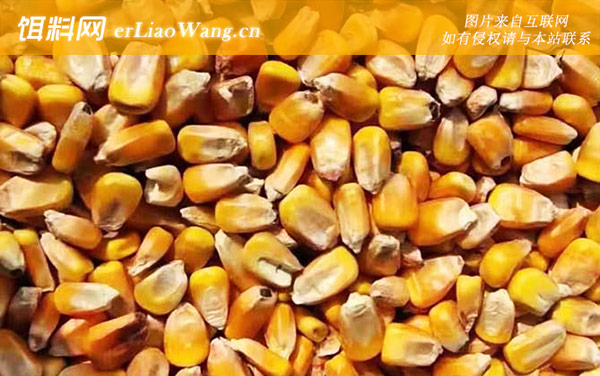 玉米:配方三