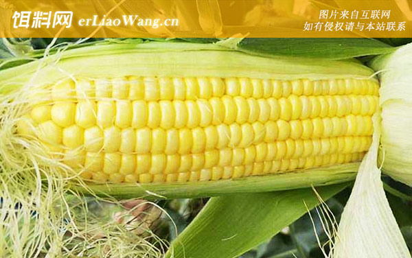 嫩玉米:泡制配方