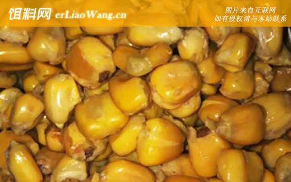 老玉米可以直接打窝吗-窝料配方