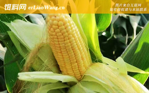 嫩玉米:挂钩方法