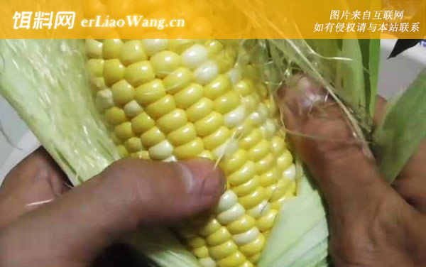 嫩玉米:配方四