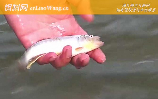 南方马口鱼:生活习性