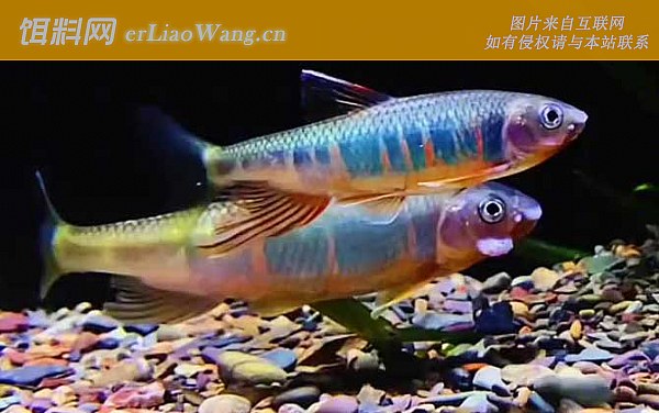 宽鳍鱲:鱼缸