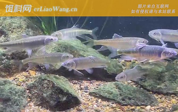 宽鳍鱲:换水