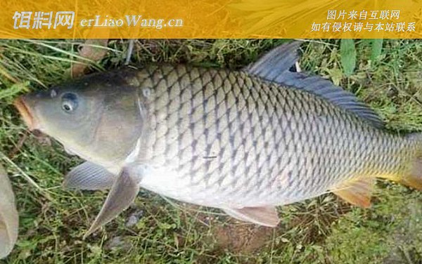 夏季钓鱼:饵料配方