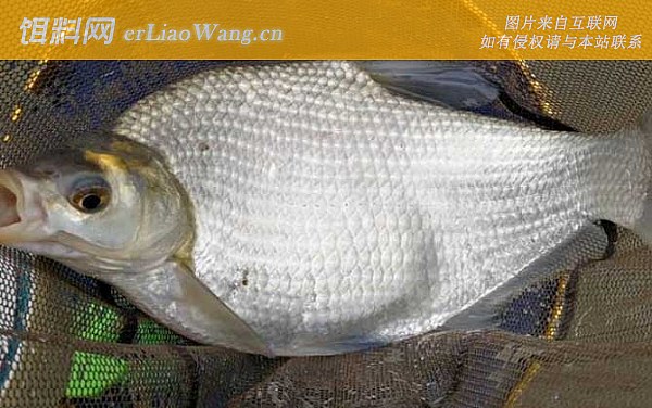 春季钓鱼:打窝方法