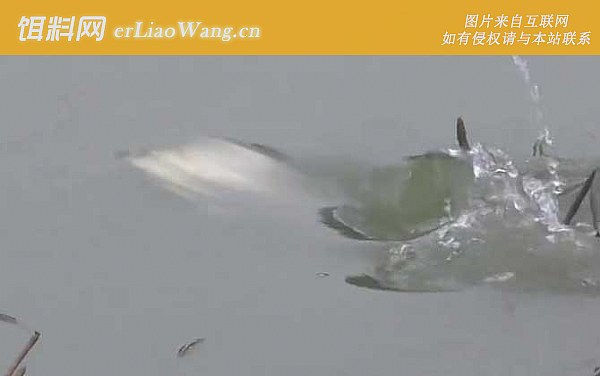 春季钓鱼:窝料选用