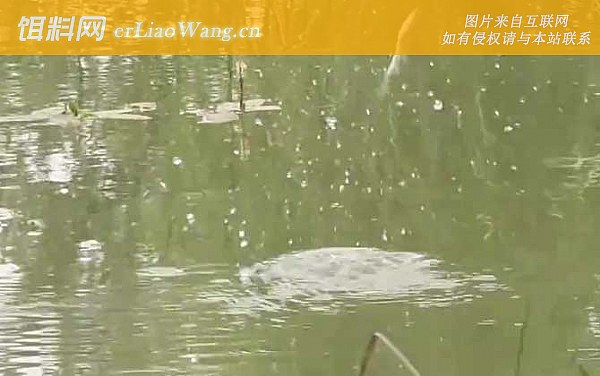 水库钓鱼:打窝技巧