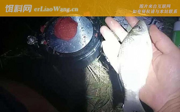 夏天晚上钓鱼:饵料种类