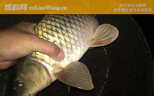 夏天晚上钓鱼:自然饵料