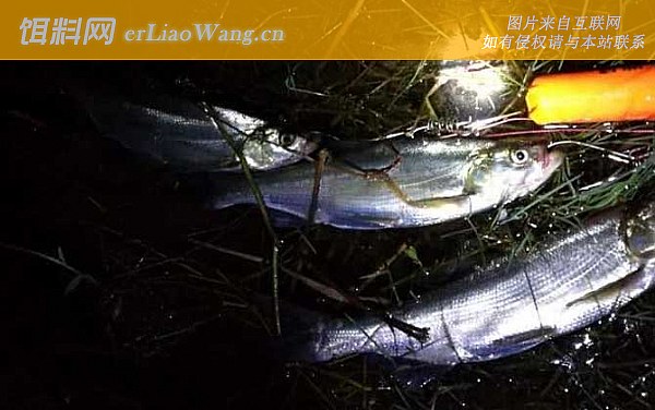 夏天晚上钓鱼:自制饵料