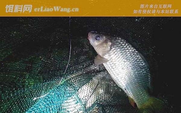 夏天晚上钓鱼:商品饵料