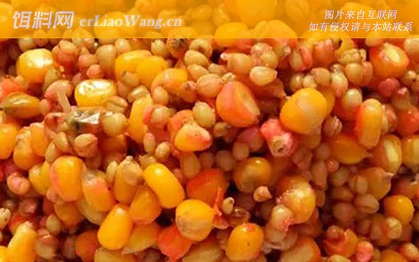 玉米:配方四