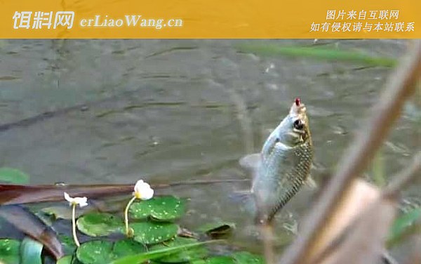 夏天钓鱼:饵料种类