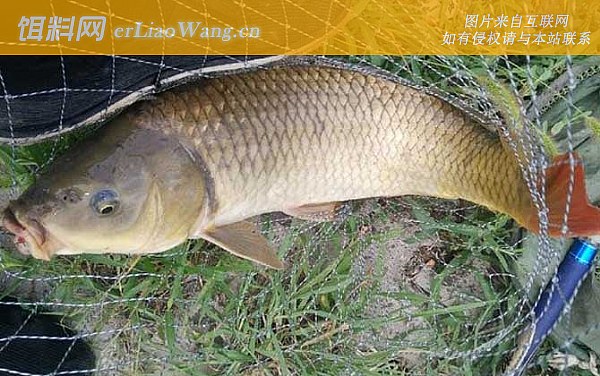 夏季钓鱼:效果论述