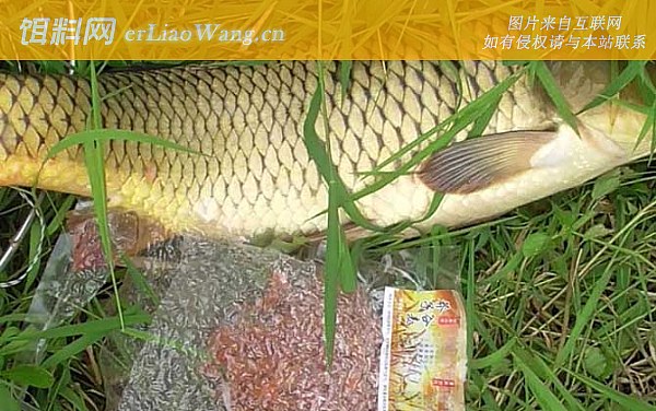 夏季钓鱼:商品饵料