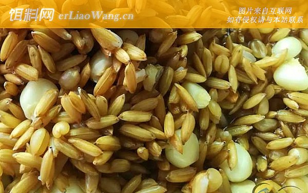 窝料:打窝时间
