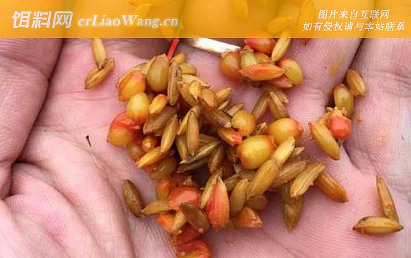 钓鱼:窝料选用