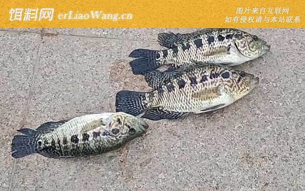 淡水石斑鱼:投资成本