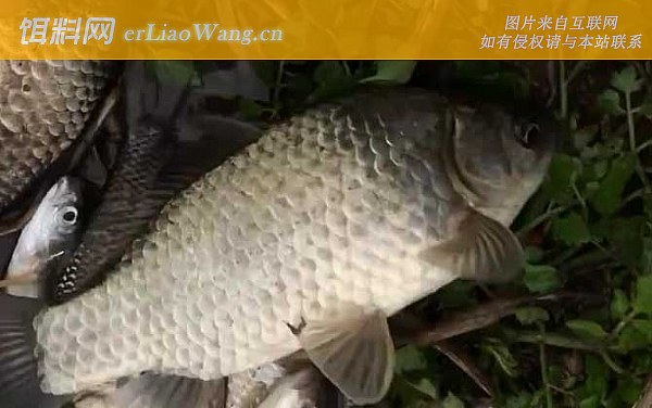 鲫鱼:物种论述