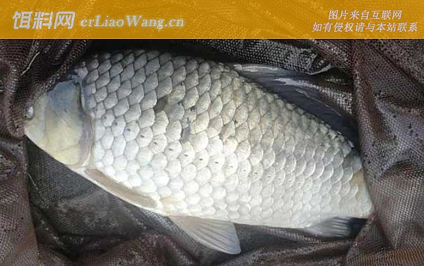 鲫鱼:分布范围