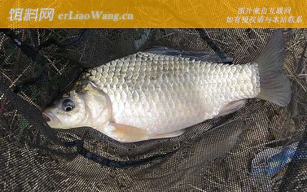 鲫鱼:生活习性