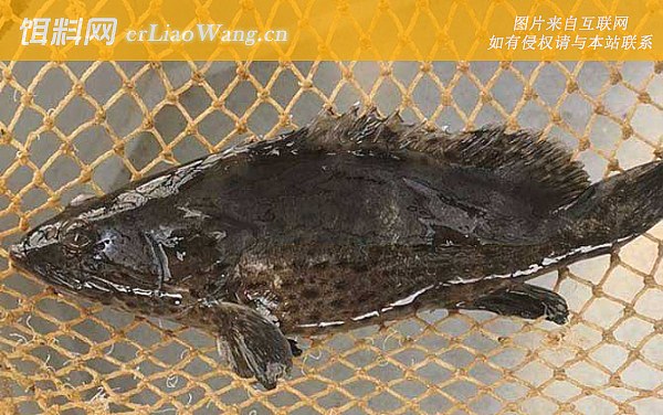 石斑鱼:生活习性
