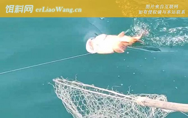 石斑鱼:鱼种论述