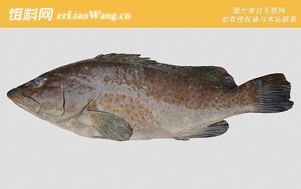 石斑鱼:参考价格