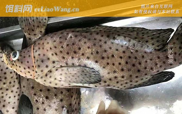 老鼠斑:鱼种定义