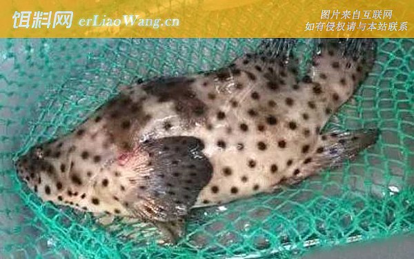 老鼠斑:生活习性