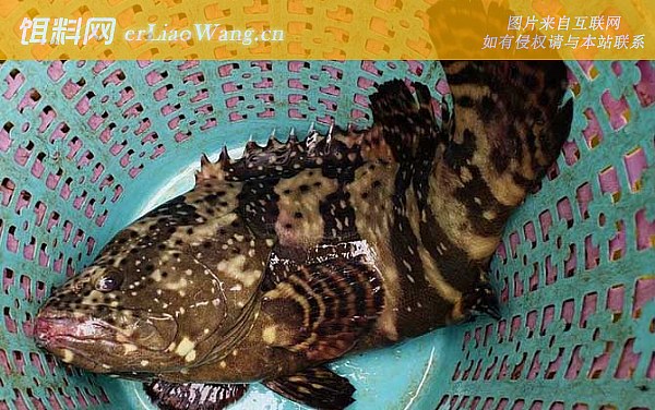 老虎斑:鱼种论述