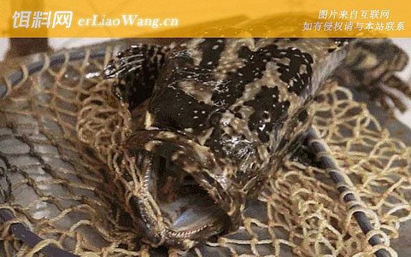 老虎斑:参考价格