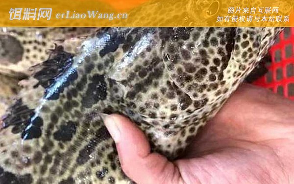 老虎斑:食用价值