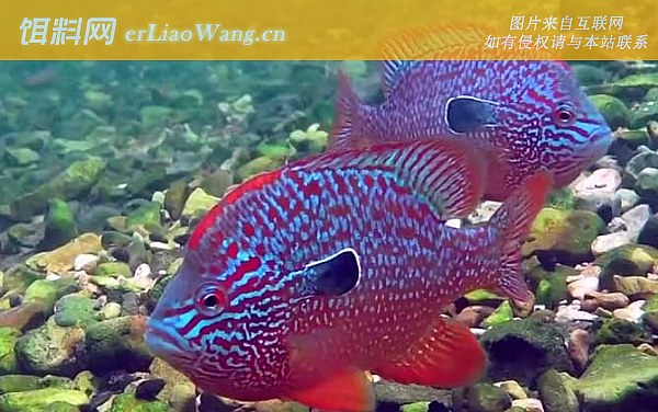 太阳鱼:代表品种