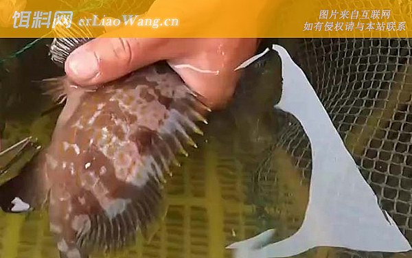 赤点石斑鱼:生活习性